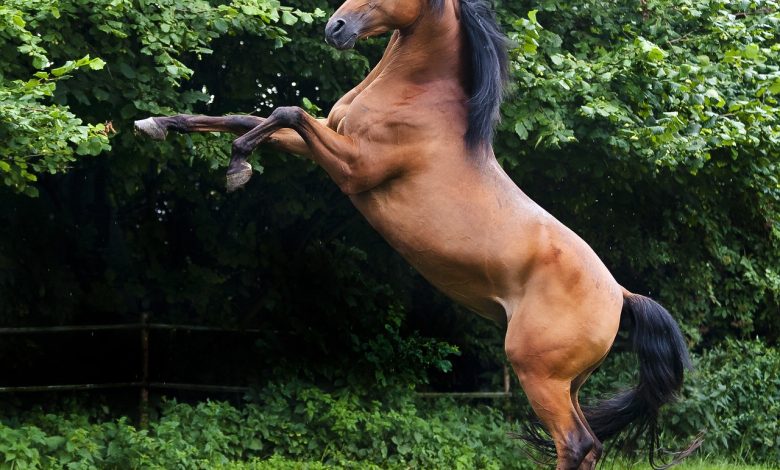 arab, stallion, thoroughbred arabian-1367173.jpg